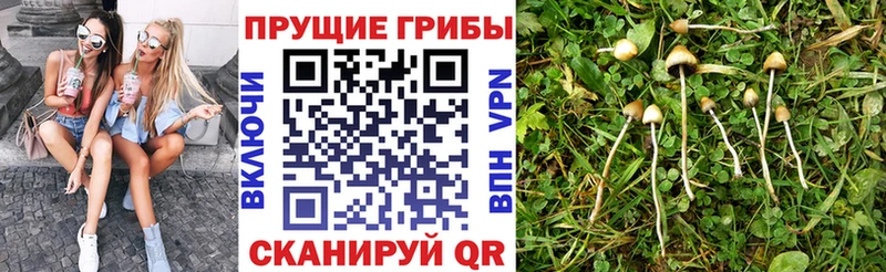 kraken зеркало цены наркотик Новосибирск Галлюциногенные грибы Cubensis